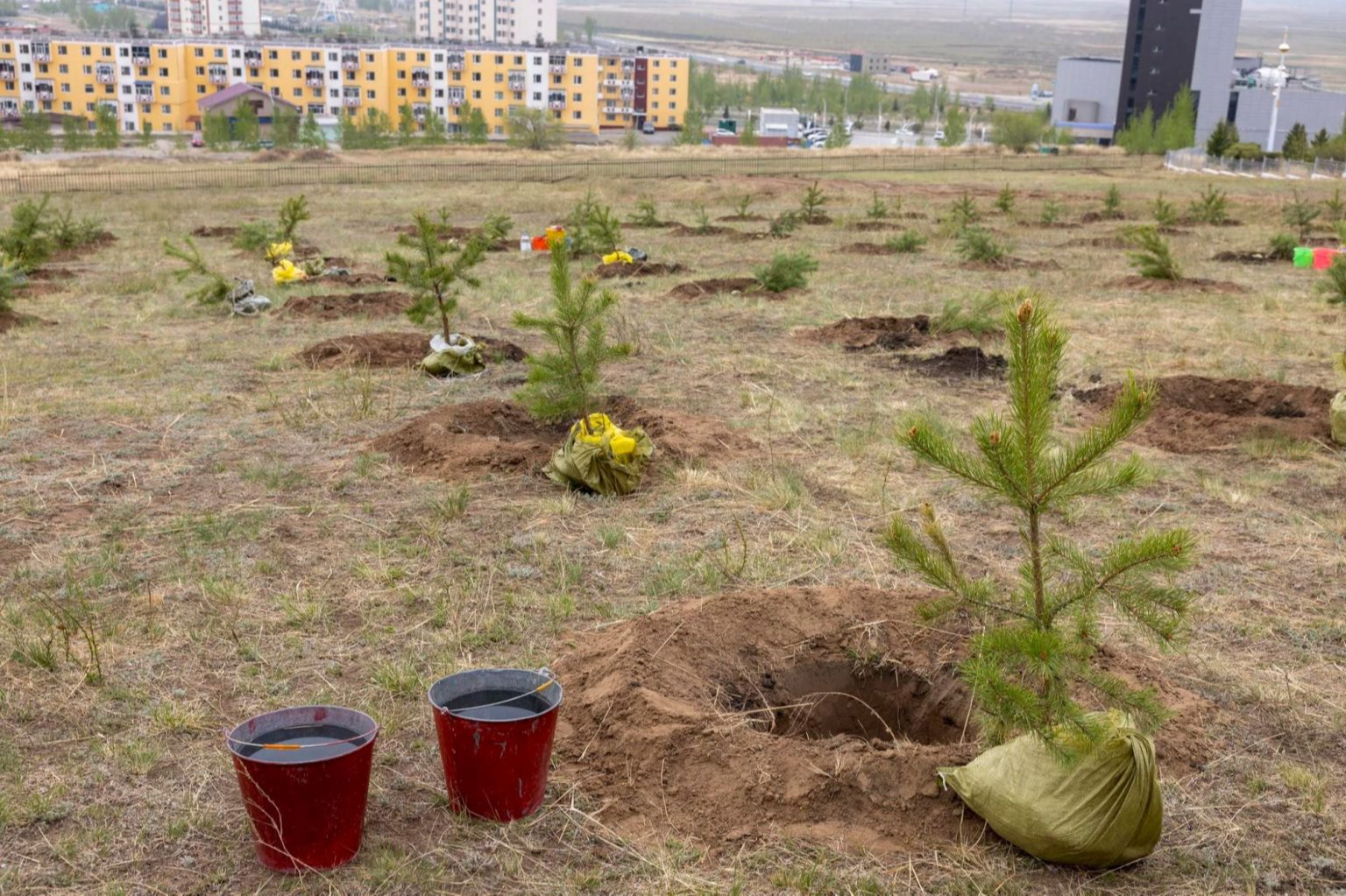 “Тэрбум мод” үндэсний хөдөлгөөний хүрээнд 42 сая мод тарьж, 63 сая тарьц, суулгацын нөөц бүрдүүлжээ